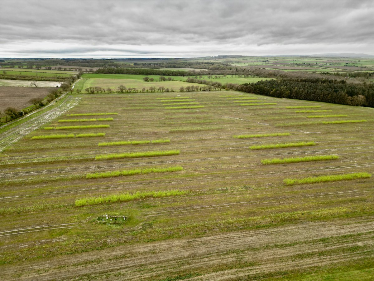 Took the opportunity to check out the #agroforestry plots just leafing out @NUFarms Cockle Park while practicing drone flying last week! @SciencesNCL #dronesforscience #Northumberland