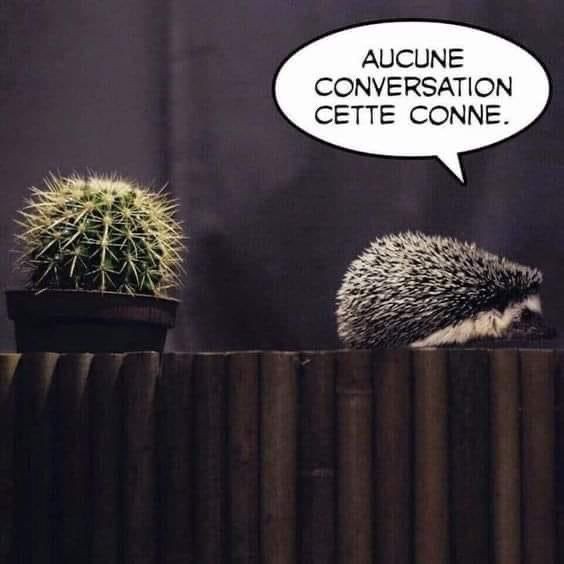 Crazy -Horse- Zembla 🙏🐺🐎❤️ tweet media