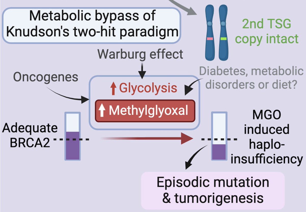 A glycolytic metabolite temporarily disables a functional copy of the tumor suppressor #BRCA2 in mice & patient-derived organoids. This provides an explanation for how #metabolicdisorders can lead to #carcinogenesis. @LiRen_Kong @FrezzaLab @csi_singapore ow.ly/ZUx750RjplP