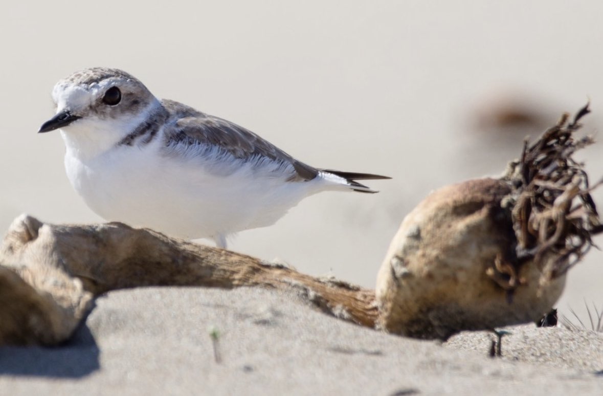 Watch where you step 👀 👟🐣

Great reminder from @elakhaalliance 👉The nesting season for the threatened Western snowy plovers spans from March 15- September 15. 

📸: Mick Thompson (snow plower chicks), Beedie Savage (adult plover in bull kelp) | #thepeoplescoast