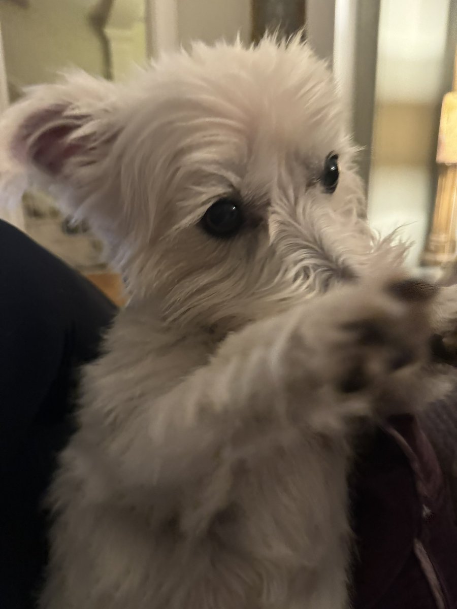 EmScotcher's tweet photo. @ARCAngela0519 My lovely little pup! 🐶 https://t.co/Uk2IpHfTPR
