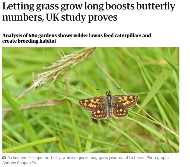 This long grass good for butterflies story is great. But I think it's worth pointing out that 'grass' is more than just grass. There are 160 species of grass in the UK. That compares to 57 resident species of Butterfly, or indeed 32 species of Trees (ignoring the microspecies).🧵