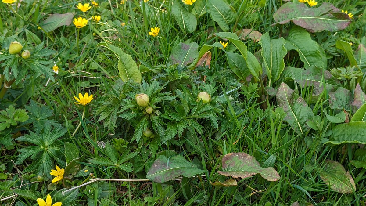 A few from the meadow this evening... Not long now until the Globeflower will be in bloom 😍 #LakeDistrict #HayMeadow