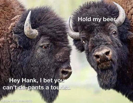 'Just another day in the bison fraternity: Hank and Gary are upping the ante on Yellowstone's wildlife entertainment. Tourists, guard your trousers! #NatureCalls 🦬🍻'