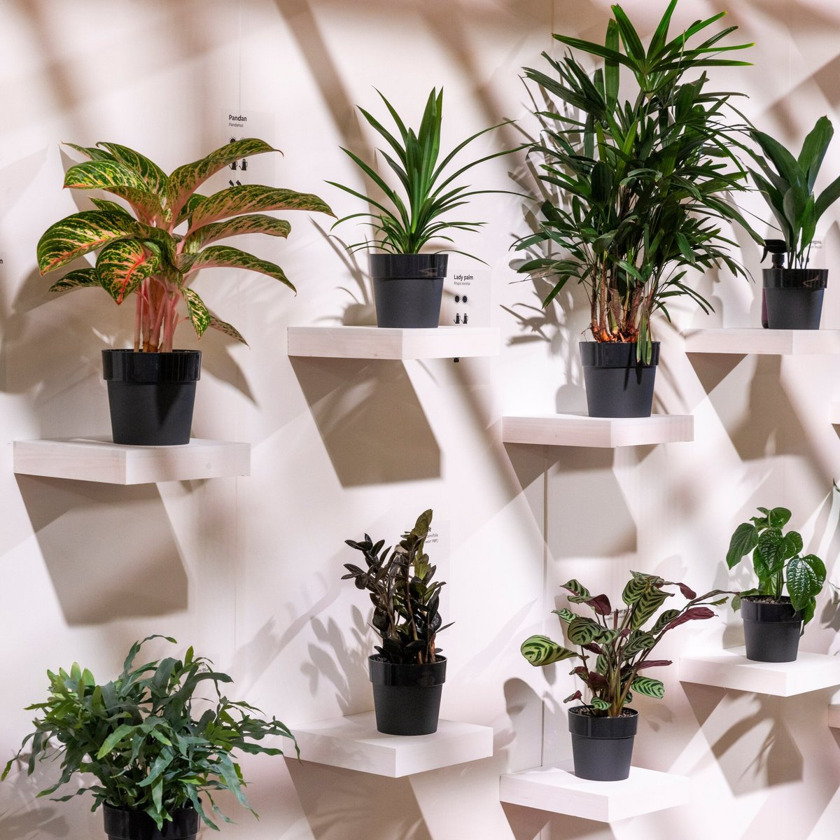 Don't know which plant to put in a shady corner? The @GrowTropicals team have got your back with their #RHSUrbanShow ‘Happy Houseplants’ installation, designed to help you choose the right plant for the right place 🌿 Discover their top tips: rhs.org.uk/shows-events/r…