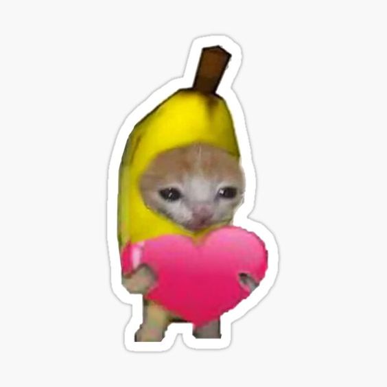 From now I'll be providing you guys some intresting memes from the Cat fam.......🐱Please show some love❤️ 😿Poor cat needs some like, retweet and comment your thoughts down below...❤️Have a good time 😺