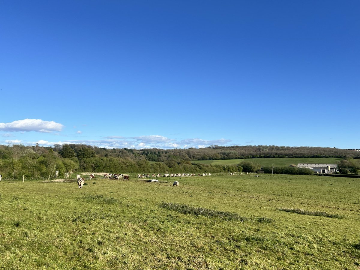 Blue sky & ☀️ 😎👌🐄🥛
#farm24