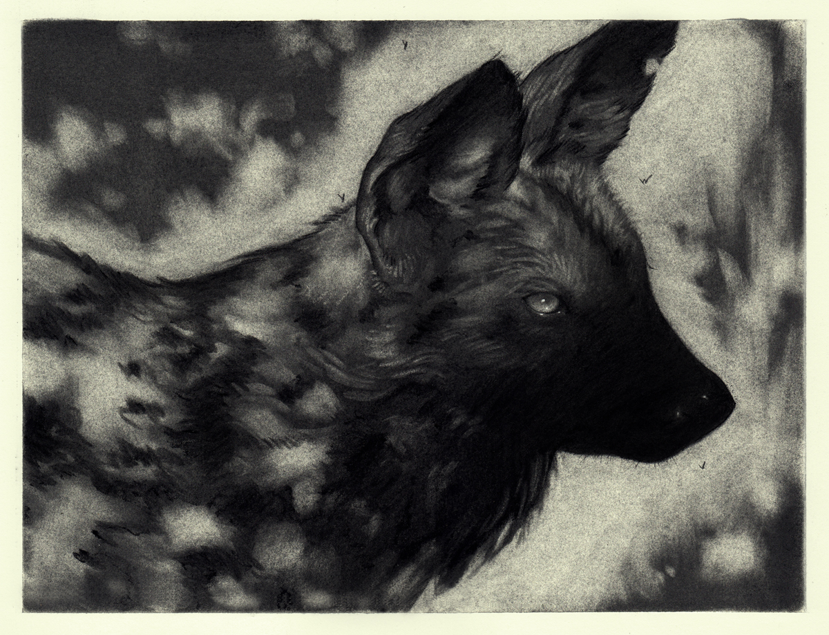 'Painted Dog' charcoal on paper throwback c. 2017