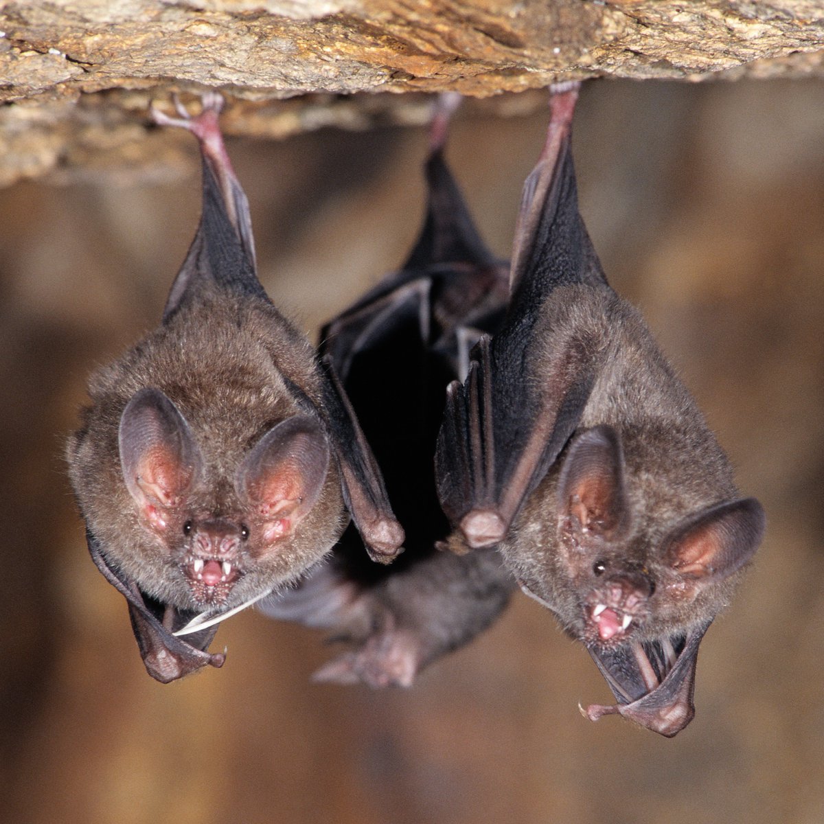 BatConIntl's tweet photo. Two Trachops Posing Dearly✌
#TTPD

📷 Foto Natura/Minden Pictures https://t.co/QEWZQaCw8x