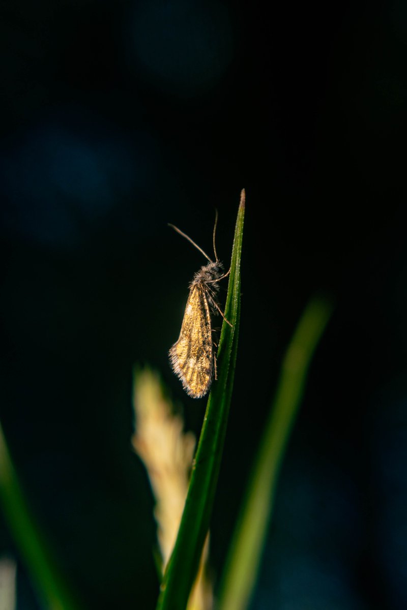 Went to Chapel Woods by Quarry Bank, & happy to see my first Green Longhorn of the year! Can't wait for other Longhorn #moths to be out; Adelidae possibly my favourite #moth family. Also saw another Common Oak Purple. I do love a shiny moth!
#entomology #insects #mothsmatter