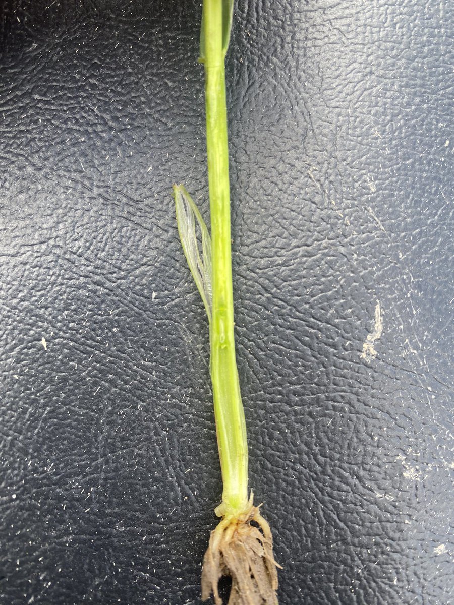 Spring seems slow to come but the wheat has been moving! This field north of Exeter is at GS 31. Planted Sept 30 @thewheatteam