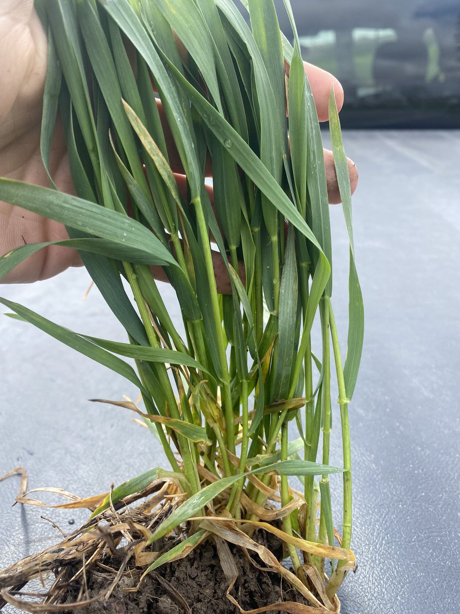 Alex Zelem tweet media