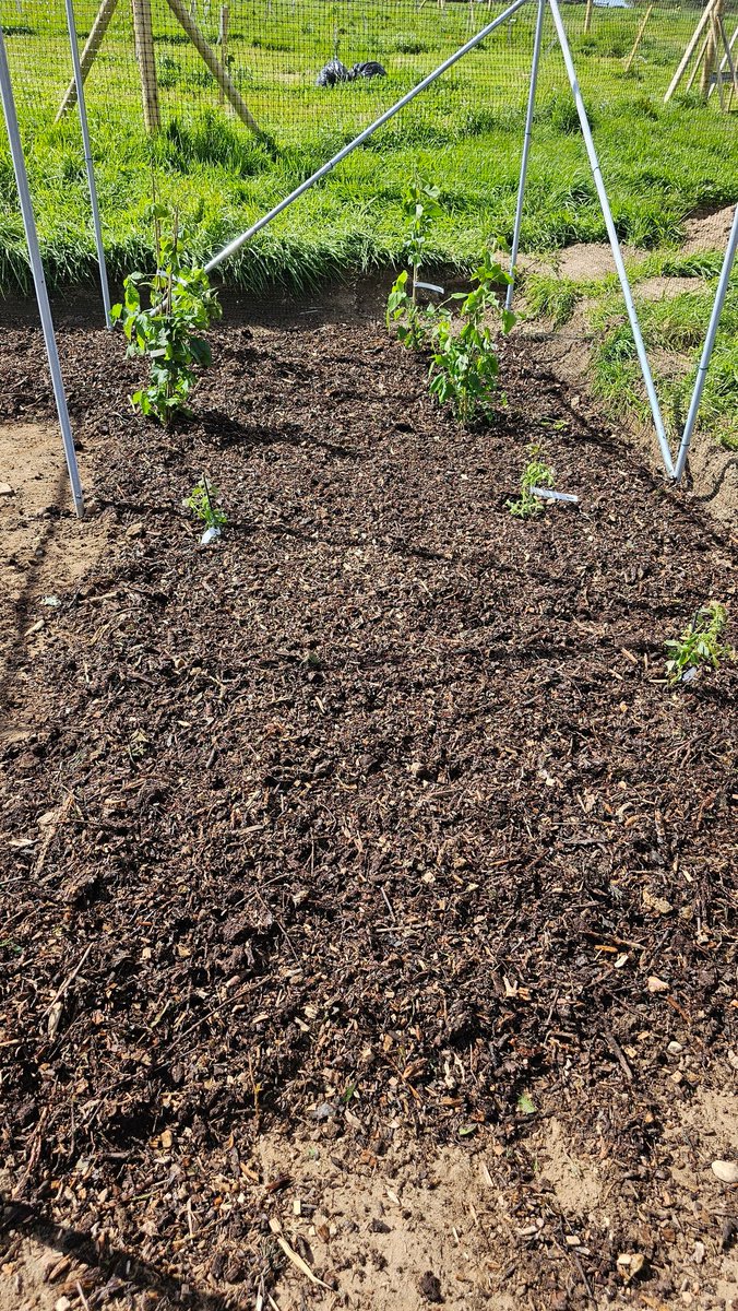 Phase one of the fruit cage soil regeneration project. Dig compacted soil, add mulch/soil that's 5 years old and full of good guys, worms, fungi, you name it, top with woodchips. A bed fit for some Mulberry bushes and some Blueberry plants. Have a great time plants.... 😜