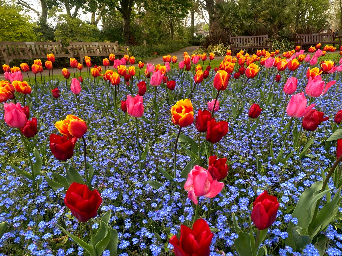 The tulips are in full bloom in Westminster this spring 🌷 St John's Church Grounds in St John's Wood has a stunning tulip display this time of year. Plus it has formal designation as a Local Nature Reserve in the city. Find out more: westminster.gov.uk/leisure-librar… #SpringinLondon