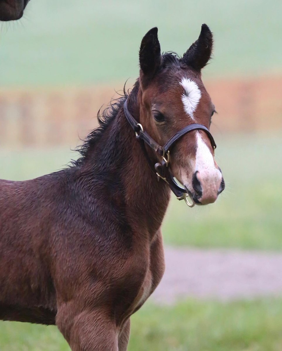 Did someone say personal sized pizza??🍕🥹 For #foalfriday, just 10 days ago we welcomed PIZZA BIANCA’s first foal by INTO MISCHIEF. This filly is as sweet as she is cute, we are smitten already!