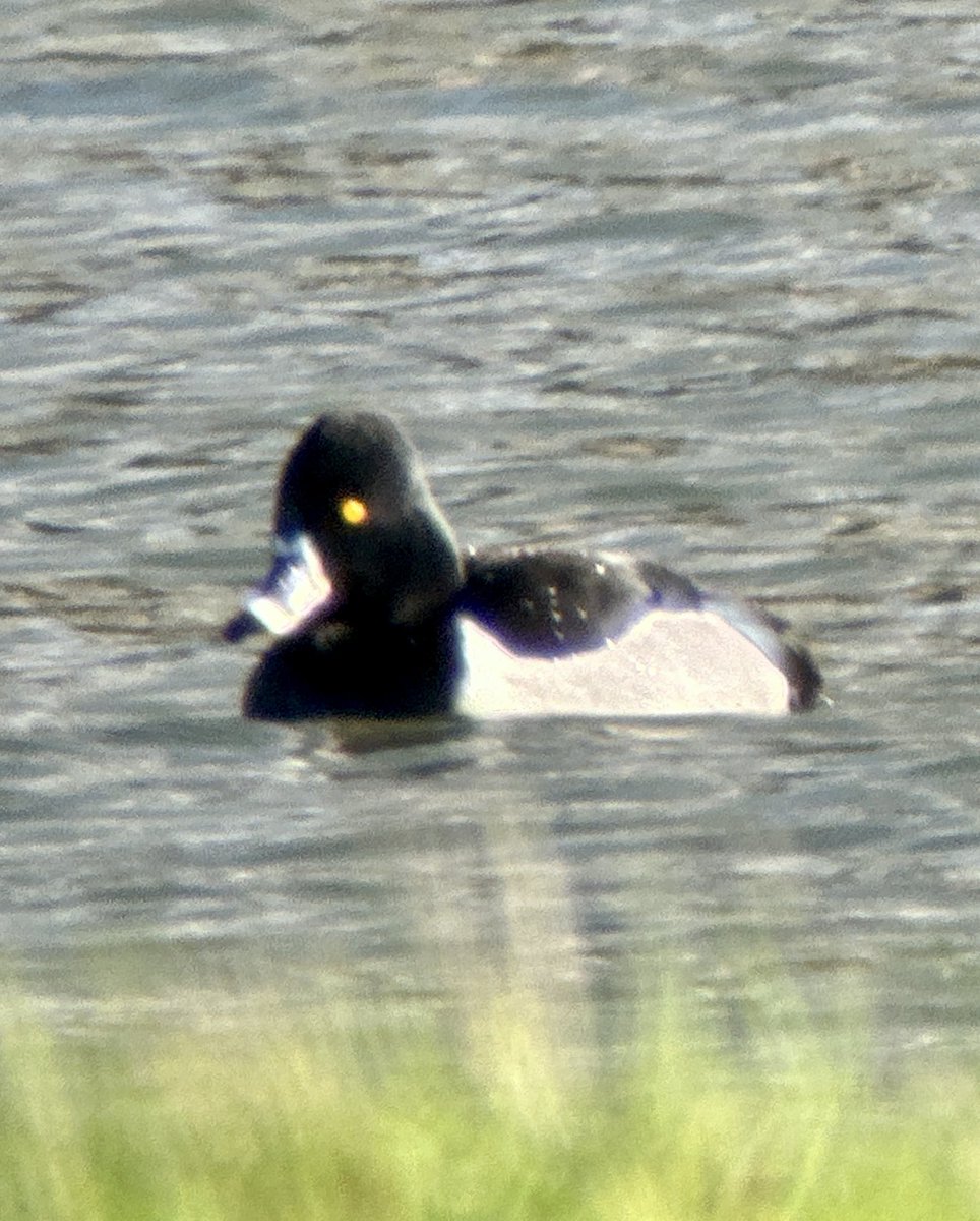 Ring-necked Duck still loitering at Torr ⁦@bto_somerset1⁩ ⁦@somersetbirds⁩