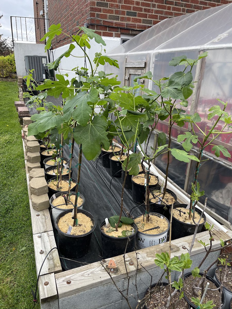 First batch of fig trees have made it outside!

We still have some unrooted cuttings - get yours today on our Etsy!
figbuddies.etsy.com
