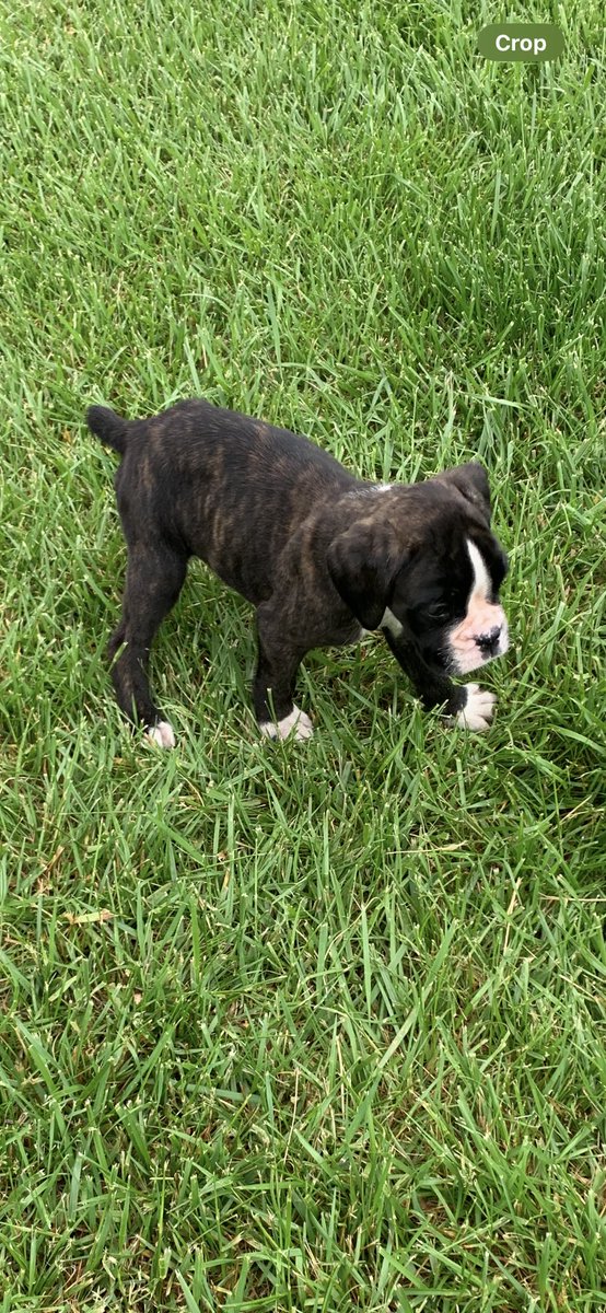 Finally obtained that missing piece for my dog crate, an actual DOG! Introducing Stella the boxer to the world!