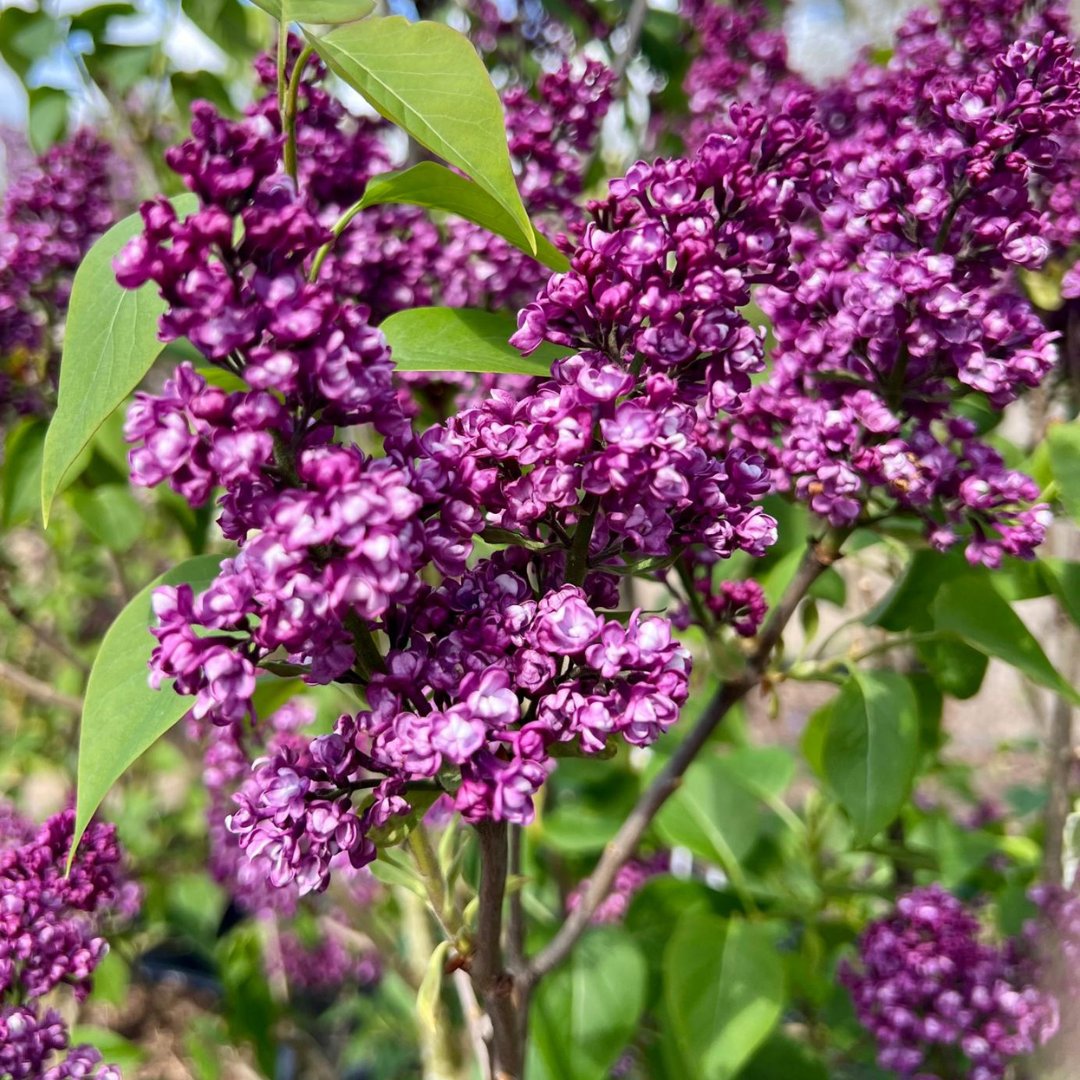 Syringa vulgaris, the wild species from which our modern lilac varieties derive their charm are in bloom here at Hortus Loci and we can’t stop taking photos of them. #Syringa vulgaris #HortusLoci #PlantNursery #GardenDesign