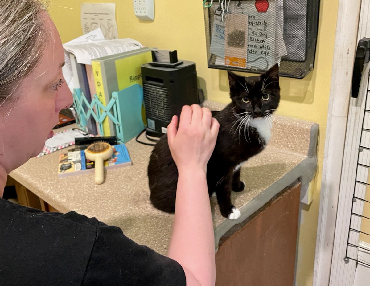 🎉We have an application for newbie Rain, who's not even out of intake yet! (He's having a visit w/us in the office:) It took him only a few days to decide 'I like it here & am gonna trust you guys!' #cats #pets #va #adoptdontshop #goodnews #PositiveVibes #GoodVibes #virginia #dc