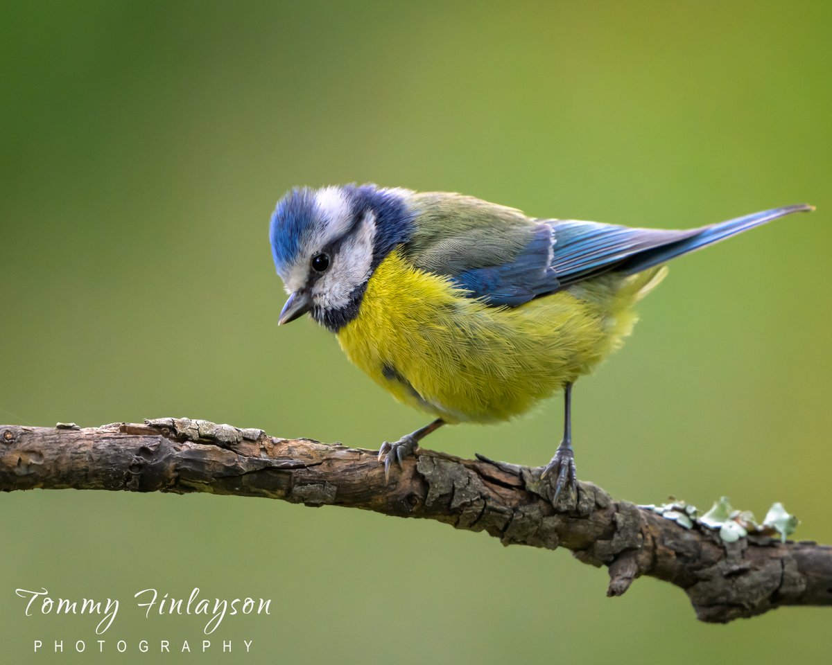 Blue tit #Gibraltar @GibReserve #BirdsSeenIn2024 @BirdingRasta @gonhsgib @_BTO @InfoGibraltar @GibraltarBirds @Natures_Voice @Britnatureguide @BirdGuides @BirdLifeEurope