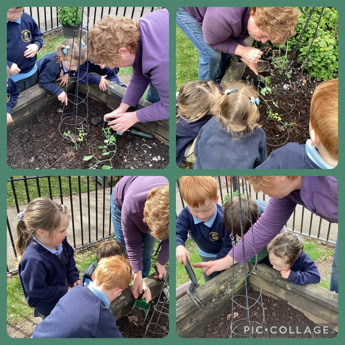 A lovely visit from our gardeners today to plant sweet peas and sprinkle marigold and cornflower seeds into our planter. Summer is on its way!☺️ 
@ComberbachMrsH 
@ComberbachMissM