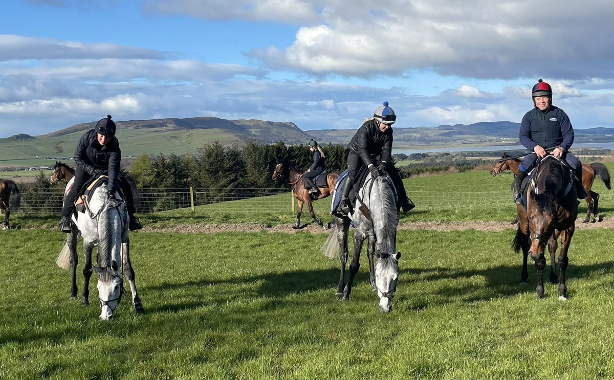 Our three Saturday runners @ayrracecourse tomorrow having a pick of grass this morning - Ginger Mail, Elvis Mail and Donny Boy - read about them at kinneston.com