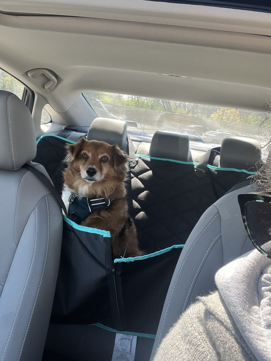 mara_calv's tweet photo. @brianne2k Zeke and I are running late for #PopChat but here’s us in the Taco Bell drive thru! It’s #PupChat every day here ! https://t.co/iX2lcXSQjz