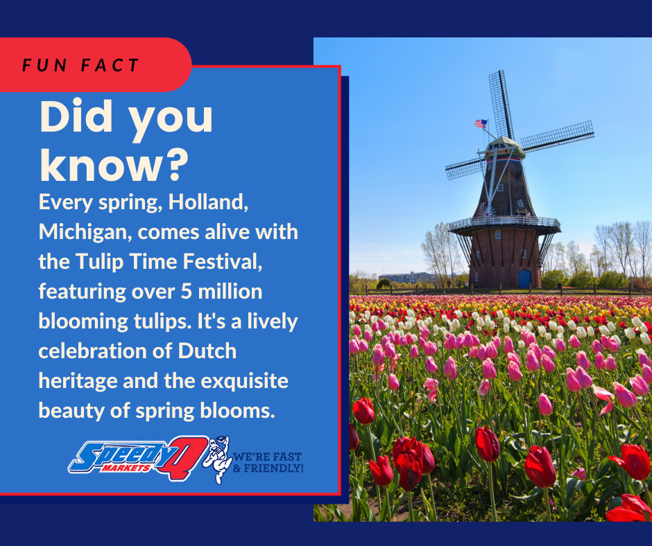 #FunFact Holland, Michigan, transforms into a floral paradise every spring with over 5 million tulips in bloom at the Tulip Time Festival! 🌷 Immerse yourself in Dutch heritage and celebrate the beauty of spring in full bloom. #TulipTime #HollandMI #SpringBlooms