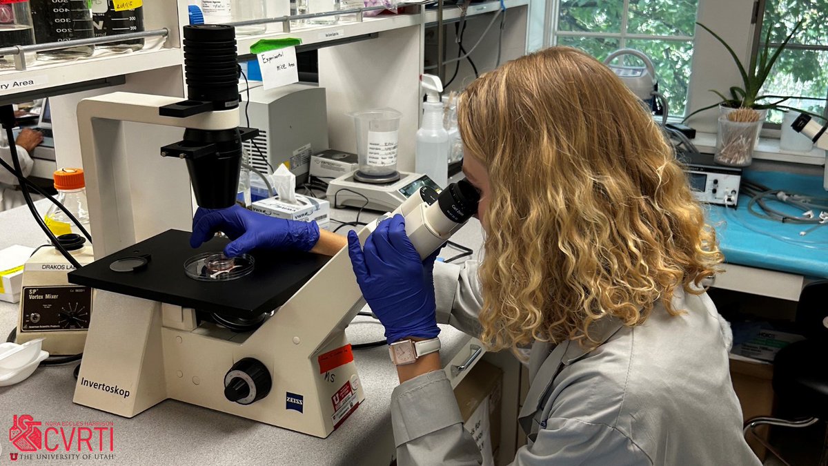 Observation is a crucial part of learning! 👀🔬 Here the Drakos Lab observes Human cardiomyocytes' dynamic changes. @StavrosDrakos @UofUInternalMed @UofUMedicine @UtahHealth @UofUResearch #hearthealth #cardiovascular #research #cardiovascularresearch #cardiovascularhealth