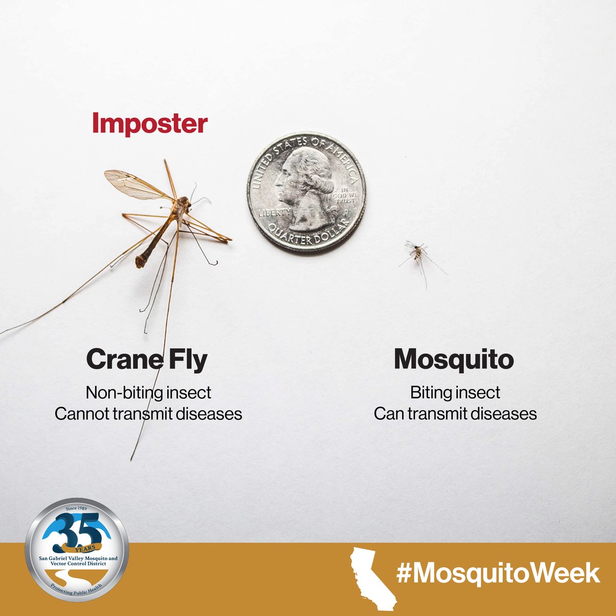 It’s a GIANT MOSQUITO!!! NOT! Crane flies are always mistaken for giant mosquitoes, but they are harmless and pose no threat to humans. A mosquito will not be any bigger than the tip of your finger. #MosquitoWeek #SGVmosquito35th