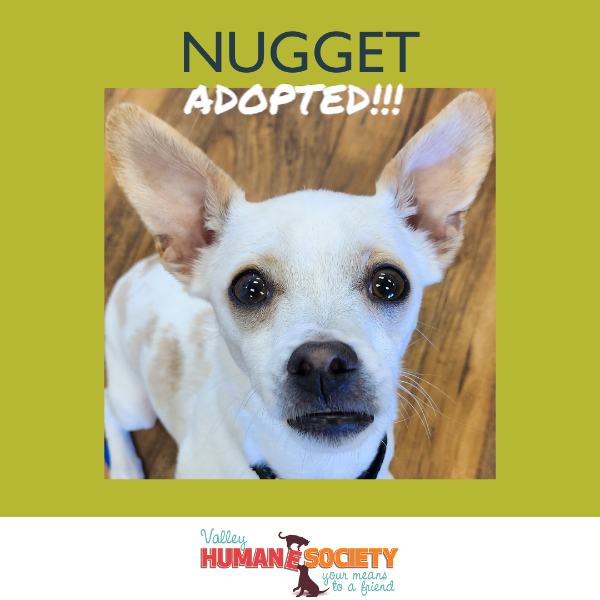 Congratulations to Nugget who is spending this weekend with his new Mom. - Mel McKay 

#FluffyFurryFriends
#ValleyHumaneSociety
#ShareTheCare