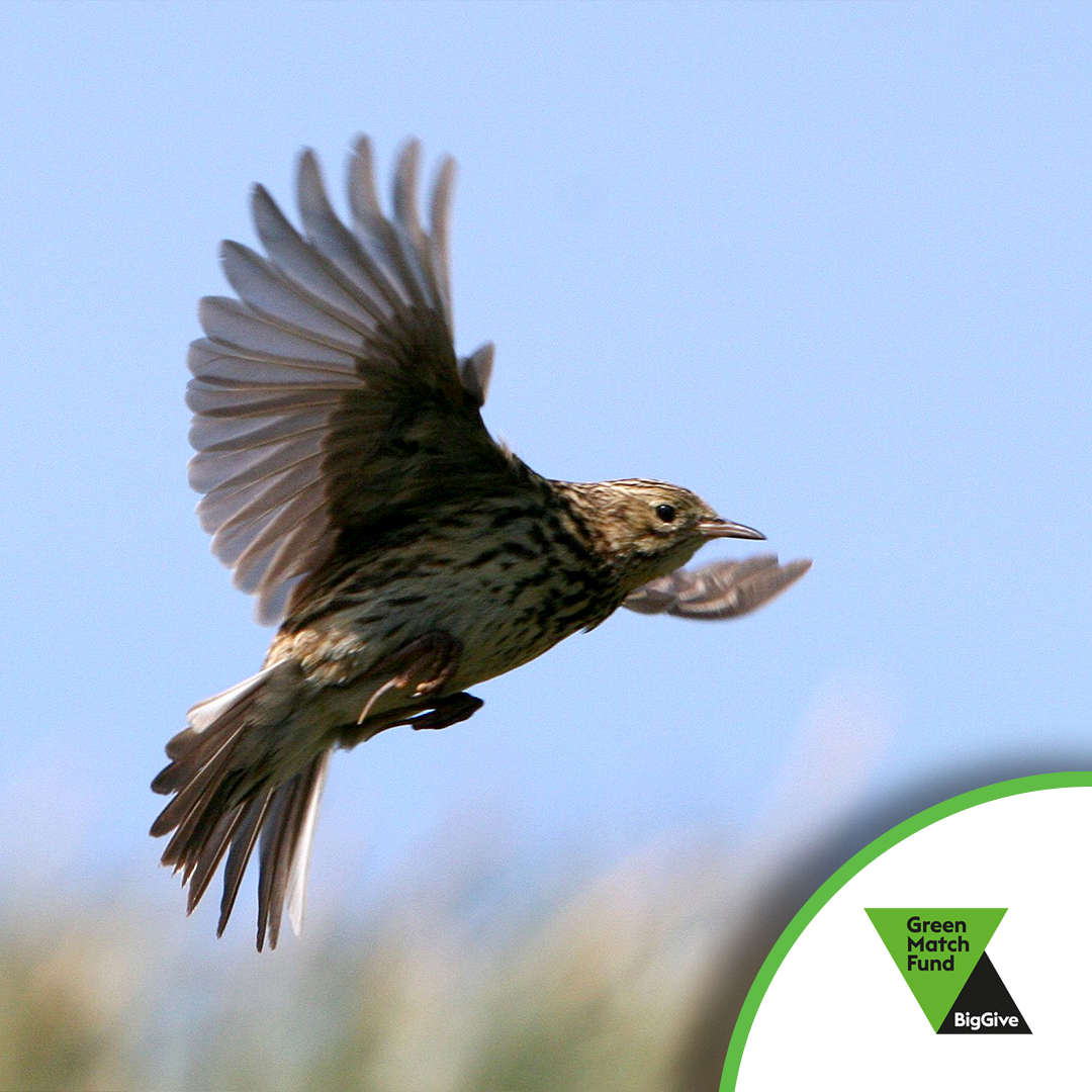 SouthGeorgiaHT's tweet photo. With rats gone the SG Pipit population has bounced back . 1 of the many success stories from #SGHT with #GSGSSI & #FOSGI. Help us do more priority conservation and research projects at SG. This week donations via #GreenMatchFund have 2X impact!
https://t.co/Tk7wfalm66
@BigGive https://t.co/1cR0Pdyswk