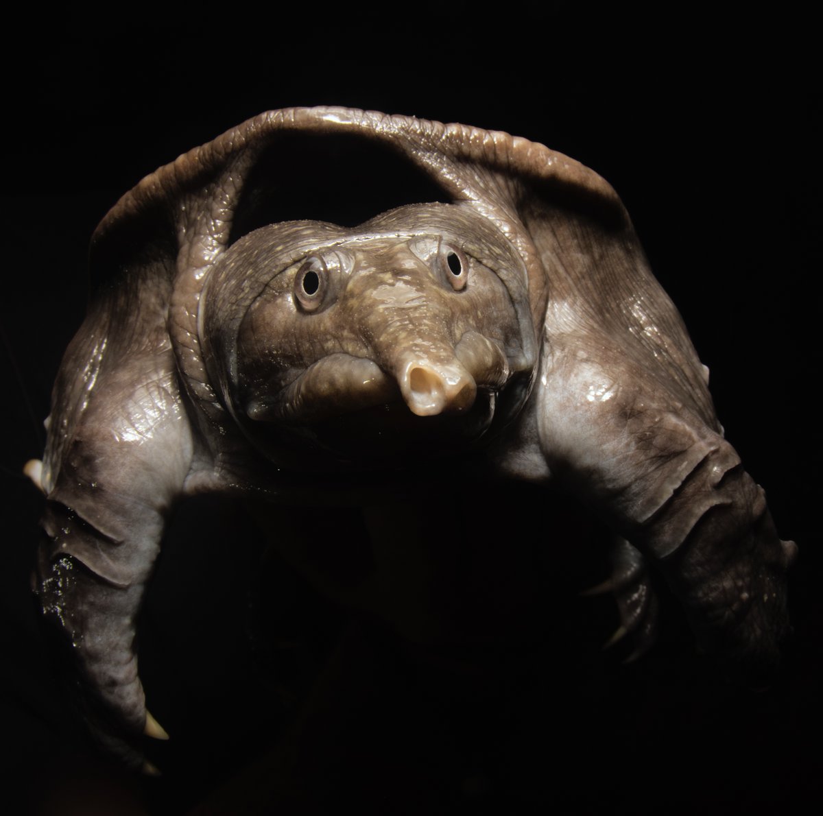 Josh Phangurha tweet media