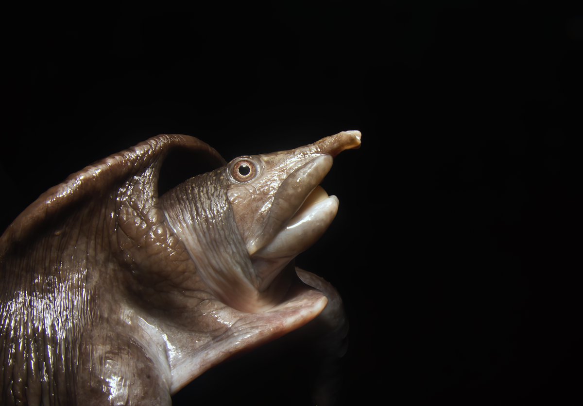 Josh Phangurha tweet media