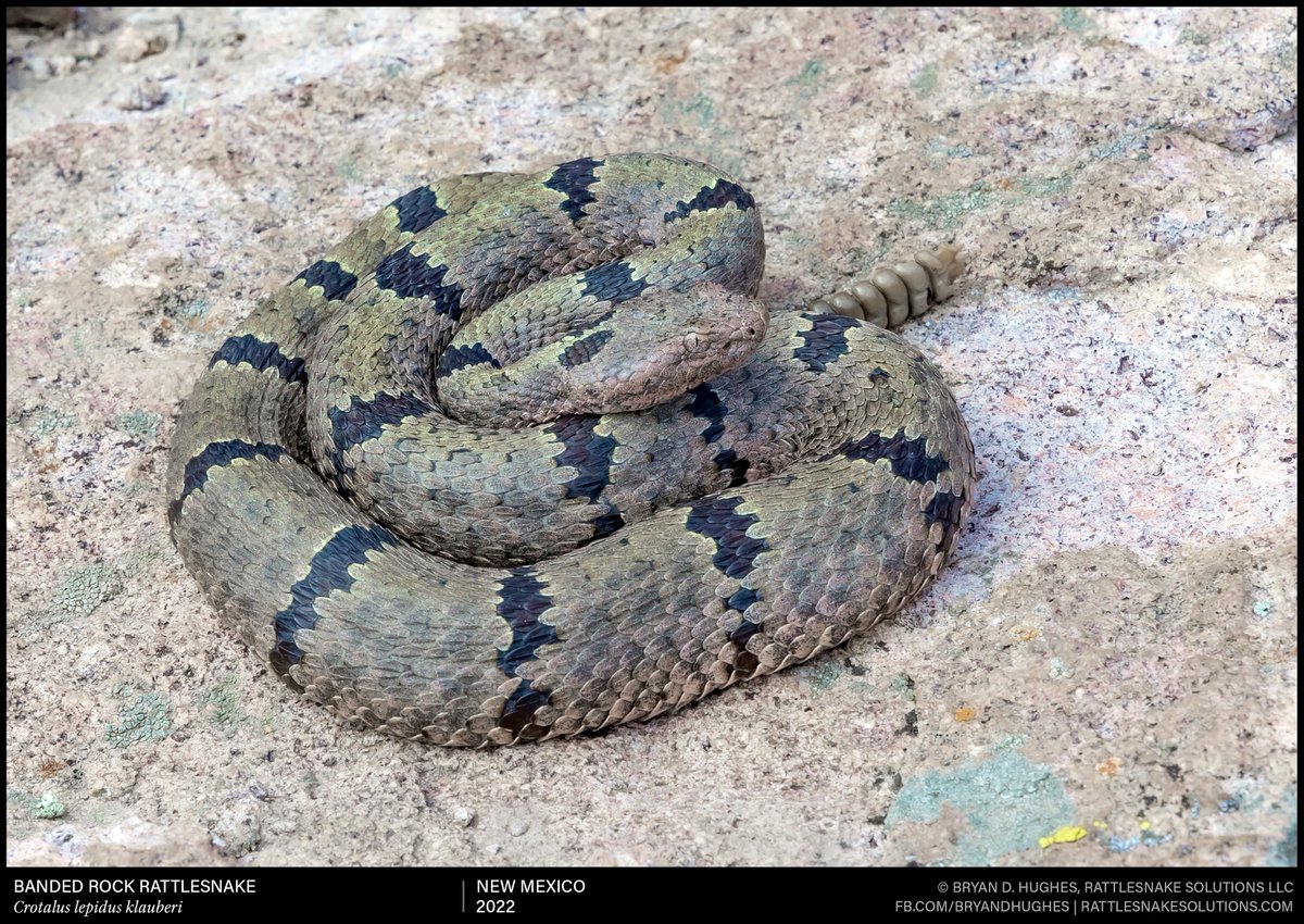 Banded Rock Rattlesnake from the New Mexico bootheel.