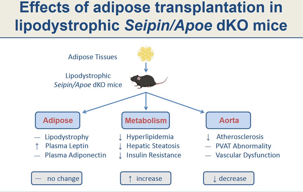 Happy Friday! Check out our latest #ArticleinPress, Adipose #transplantation improves #metabolism and atherosclerosis but not PVAT abnormality or vascular dysfunction in lipodystrophic Seipin/Apoe null mice (Zhe Meng et al.): ow.ly/rfcg50Rk0Rs