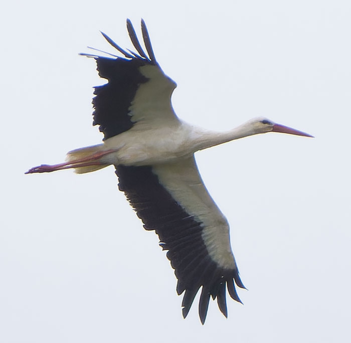 Despite the freezing cold northerly gale at Cley, a Glossy Ibis yesterday and a White Stork today. The stork was unringed, but feather detail may identify the individual if it is photographed again somewhere. (More pics on cleybirds.com.)