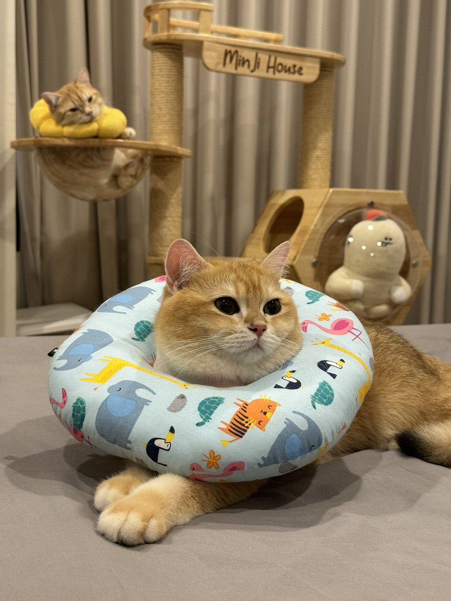 I've had my bedroom taken over by a cat.😹