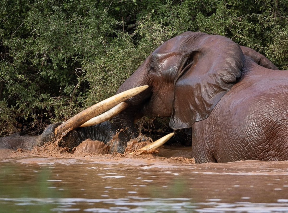 Today in Tsavo East NP - Mighty Giants of Kenya 🇰🇪🐘🐘🐘🐘🇰🇪
📸 Lalindra de Silva