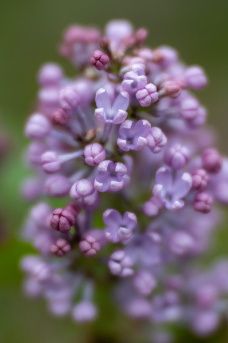 #EarthDay is the perfect day to stop and smell the lilacs.

Photos by Bob Leitch and Eileen Tercha.

#WinterthurMuse #Garden #AmericasGardenCapital #Museum #Library #Spring #Flowers #Blooms #Nature #Beauty #GetOutside #Explore #Delaware #VisitWilm #InWilm #Philly #Philadelphia