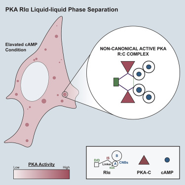 Molecular determinants and signaling effects of PKA RIα phase separation dlvr.it/T5krBr