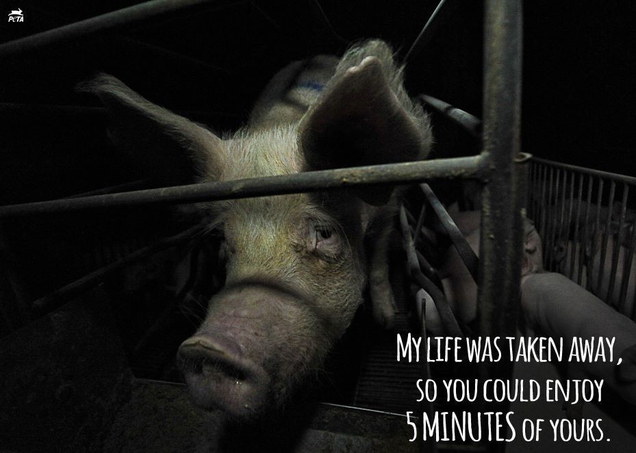 Your brain wants to turn away from this and pretend that animals don't suffer... But your heart knows the truth, your heart knows their suffering is real. Go plant based Join the Pigoneers help support the 99 rescue pigs @BTWsanctuary only £2.50 a month⬇️ globalvegancrowdfunder.org/pigoneer-2000-…