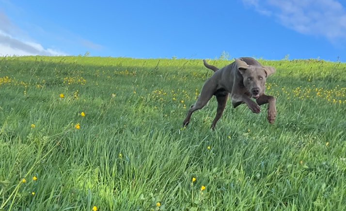 #Weimaraner gaat heerlijk tekeer op de dijk langs rivier de #Waal 🐕 💪🏽