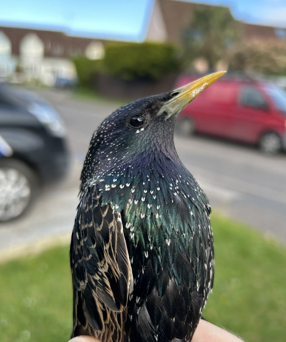The Starlings are back in my garden and it’s always a pleasure to see them in their breeding plumage. This one is looking resplendent with its glossy throat feathers whilst the blue base of the bill, denoting it to be a Male, is just starting to appear 🪶 #BirdRinging