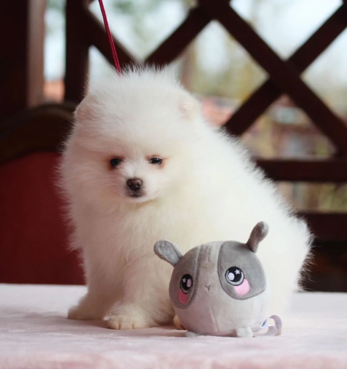 pomqueens's tweet photo. 🔵Dit is Pikachy. Een lief, actief en aanhankelijk mannetje.
-
-
-
#pomeranian #pomeriaan #pom #puppy #beertje #teddy #pup #puppylove #cutedogs #pic #picoftheday #fyp #sunday #photoshoot #love #puppy #puppies #puppyoftheday #pomeranians #pomeranianpuppy #pomeranianworld https://t.co/2k0AHLyk2a