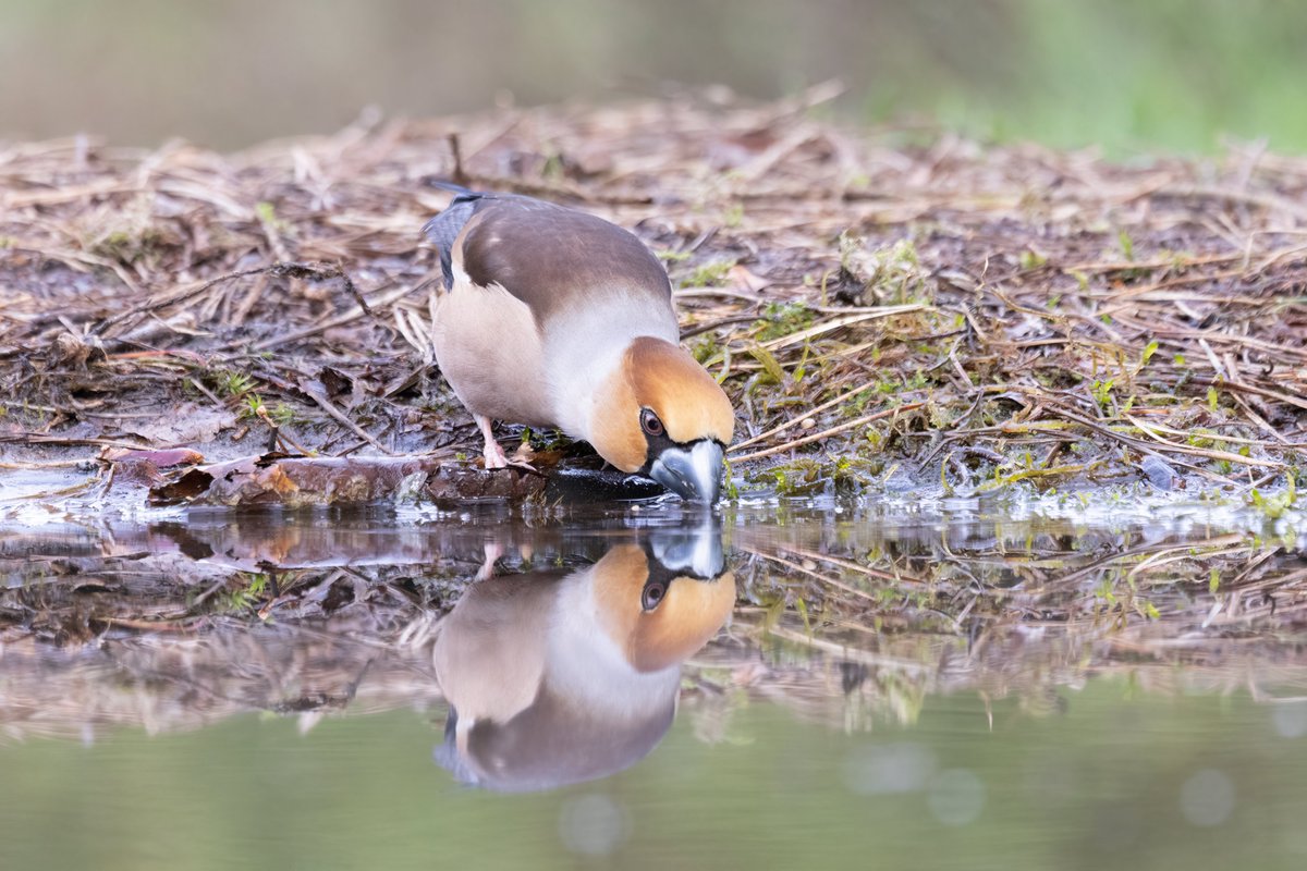 Hawfinch, Lemelerberg, Holland #birdphotography #BirdsOfTwitter #birdwatching #BBCWildlifePOTD #NaturePhotography #wildlifephotography #wildlife #TwitterNatureCommunity #BirdTwitter #BirdsOfTwitter #ThePhotoHour #TwitterNaturePhotography #hawfinch #lemelerberg #Birdland📷 #birds