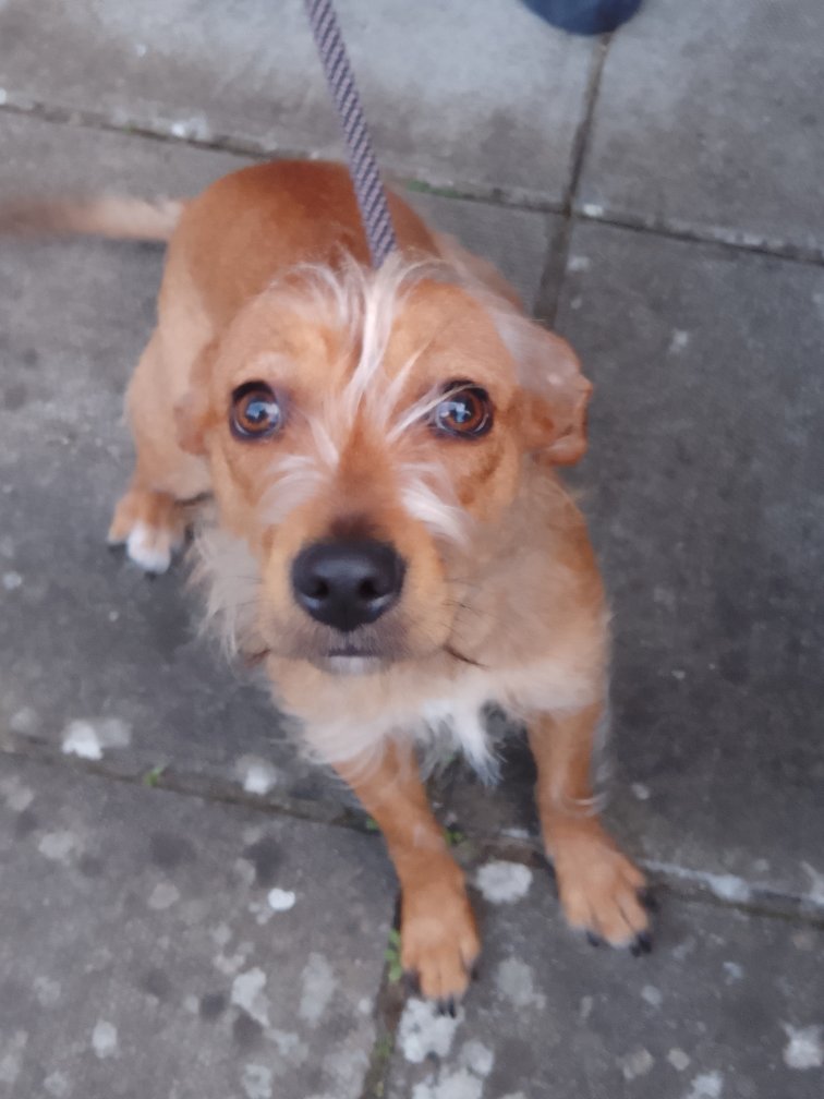 Please retweet to help FIND THE OWNER OR A RESCUE SPACE FOR THIS STRAY DOG FOUND #SWINDON #WILTSHIRE #UK 🆘🆘🆘 Female wire haired, small crossbreed. No chip, found April 15. Now in a council pound for 7 days, she could be missing or stolen from another area, please share…