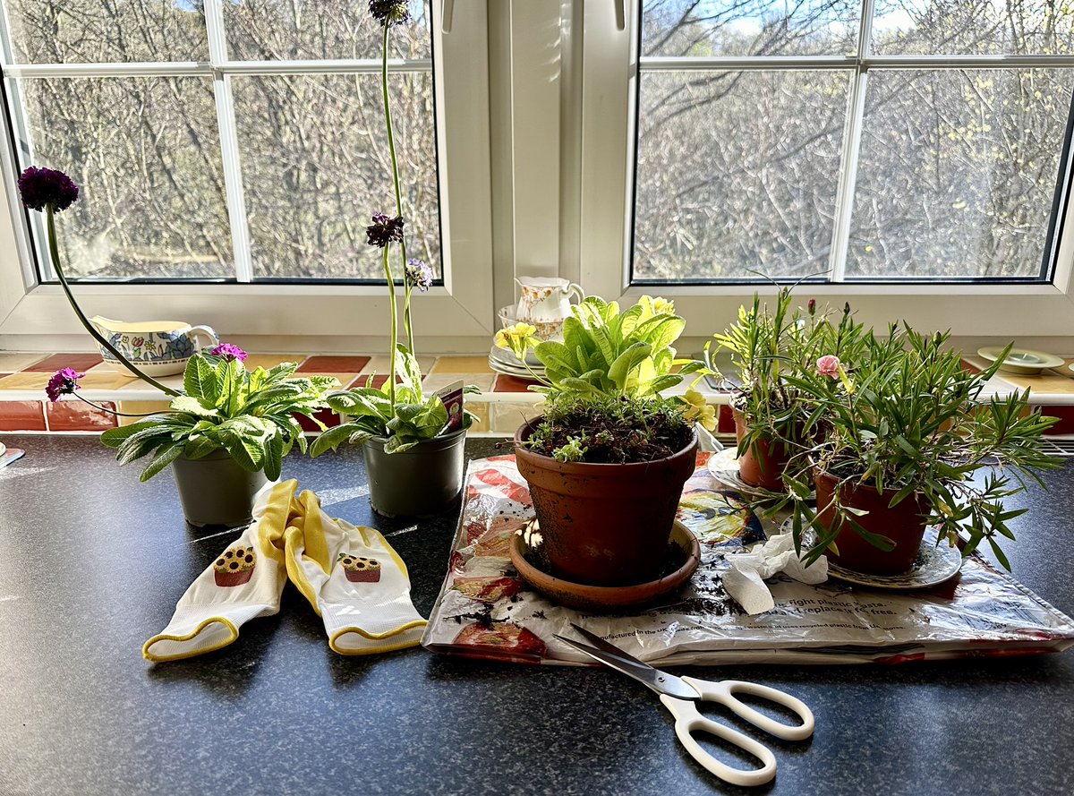 Kitchen triage - some pots overwintered outdoors survived!