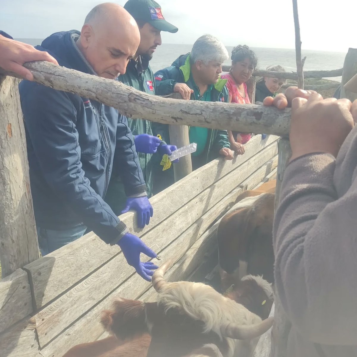 En el marco de convenio entre @TNC_Chile y servicios del #agro, liderados por Seremi @Minagri_LosRios Jorge Sánchez,@sagchile oficina #Valdivia y #Prodesal de #Corral desarrollaron operativo sanitario y de trazabilidad para ganado bovino de pequeños agricultores del sector Huiro.